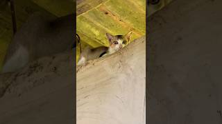 cat shorts home balasore [upl. by Atteuqram]