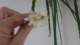 Blooming Lepismium Houlletianum and Lepismium bollivianum  Flowers of epiphytic cactus [upl. by Humble]