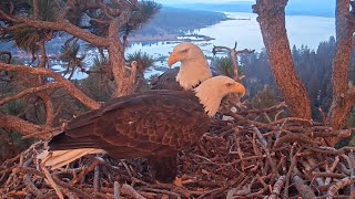 Sep 29 2024 Heraldic pose in morning mist brief visit to the Nest before sunset [upl. by Hands]