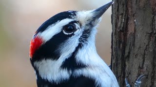 Downy woodpecker call  song  sounds  Bird [upl. by Alan]