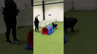 Kanske blir en agilityhund av Nemo😀 norrbotten dialekt arjeplogmål flatcoatedretriever agility [upl. by Petronille]