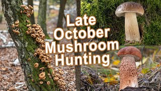 Mushroom Hunting  Late October 2022  Wild Mushrooms  King bolete  Cep  Boletus edulis  Porcini [upl. by Hunger]