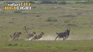 Five male cheetah race to the sound of the dinner bell [upl. by Idoux586]