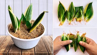 How To Propagate Snake Plant Sansevieria from Cuttings  Snake Plant Propagation in Sand and Soil [upl. by Ynafetse]