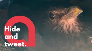 A blackbird has built its nest underneath a car  SWNS [upl. by Atniuqal]