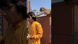 O Bhai Monkey Chasma le gya😱 shorts ytshorts souravjoshivlogs [upl. by Mayhew]