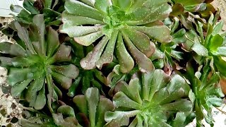 an example how to propagation the aeonium velour in water [upl. by Nnylylloh832]