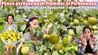 PANEN PERDANA BUAH PLOMMER KUNING MANIS DI ATAS POHON GRATIS DI BEKERBUNAN [upl. by Madanhoj]