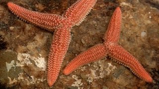 The Dividing Starfish [upl. by Yentiw724]