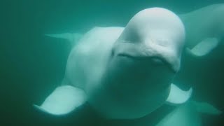 Beluga Boat Underwater Cam  82724 [upl. by Eilasor]