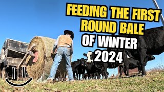 Feeding The First Round Bale of 2024  Smiling Bovine Ranch [upl. by Kerek]