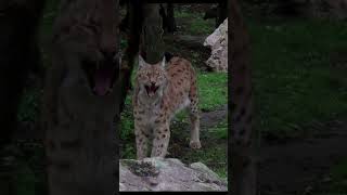 Carpathian lynx in Hungary 🐆 [upl. by Sitrik]