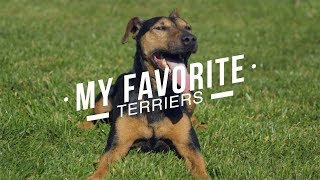 MY FAVORITE TERRIER BREEDS [upl. by Enyale208]