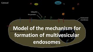 Multivesicular endosome formation mechanism [upl. by Ardnatal]