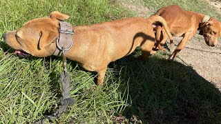 REDBOY JOCKO PITBULL LIVE MATING LIL YELLOWMAN STRAIN [upl. by Rhodie]