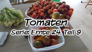 Machs Dir Selbst  Tomaten Serie Ernte 24 Teil 9 [upl. by Maure]