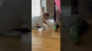 Brooms Just Became the NEW Favorite Toy for Kittens [upl. by Buna]