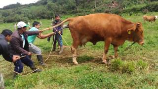 PARTO DE UNA VACA CON DIFICULTAD EN COHECHÁN ¿CÓMO SE AYUDÓ  PARTE 3 [upl. by Faria]