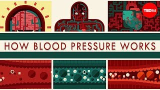 How blood pressure works  Wilfred Manzano [upl. by Anived403]