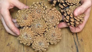 I gathered pine cones from the forest and now Im gonna use them to make money for the holidays [upl. by Melantha]