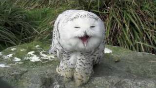 Snowy Owl  Dublin Zoo [upl. by Pilihp952]