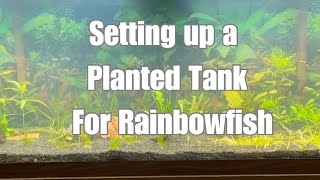 Setting Up a Planted Tank for Rainbowfish [upl. by Maximilien]