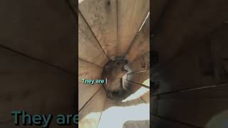 AWAWA The hyrax sound is so cute [upl. by Yro]