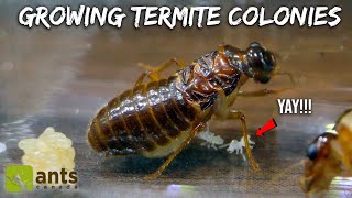 Ive Secretly Been Growing Termite Colonies [upl. by Body]