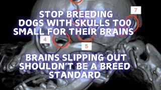 STOP Breeding dogs with skulls too small for their brains [upl. by Leeban]