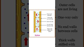 Xylem and Phloem [upl. by Spiers]