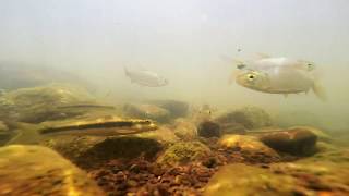 Fish of the Gambia River Senegal West Africa [upl. by Asli]