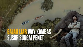 Ekspedisi Way Kambas  Mengamati Gajah Liar di Batas Desa Braja Harjosari [upl. by Atinuj]