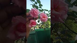 Bonica roses  miniature rose plant 🌷🌷🌷🌷🌷🌷 [upl. by Winstonn]