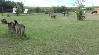 Bogensportplatz Hermanski in ALZEY  HEIMERSHEIM [upl. by Notgnilliw]