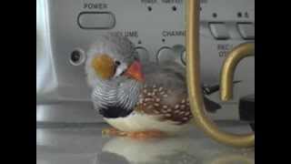 A day in the life of a Zebra Finch Part 1 of 2 [upl. by Suzette]