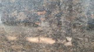 Coffee Pearl Granite  Available on IndiaMART [upl. by Esilrac]