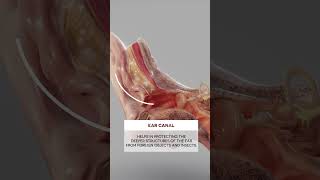 Ear Wax ear biology medical anatomy [upl. by Dnama]