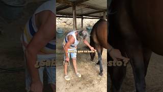 Huevos de mosca🐴 ¡suscríbete para aprender más sobre caballos vivirenmanada [upl. by Droffig129]