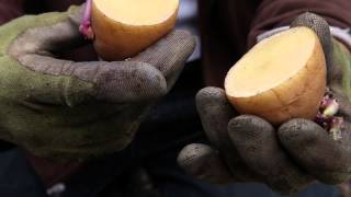 Planting and Growing Potatoes in Pots [upl. by Latihs642]