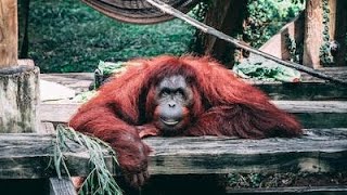 See how the adorable orangutan named Rambo drives a golf cart with confidence and relaxation [upl. by Elinor984]