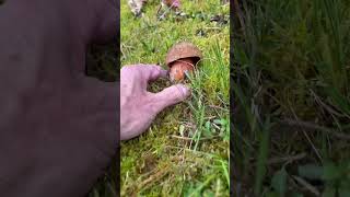 wald natur fungi natureflockenstieligerHexenröhrlong  13112024 [upl. by Anayik]