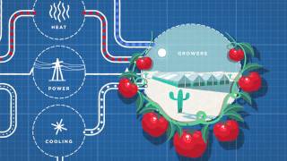 Sundrop Farms Explained [upl. by Aynor]