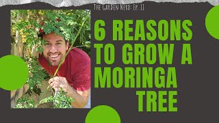 6 Reasons To Grow A Moringa Tree In Your Backyard [upl. by Assyn]