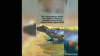 quotDid you know this about salamanders 🦎✨quot SalamanderFacts WildlifeWonder NatureLovers FunFacts [upl. by Richia624]