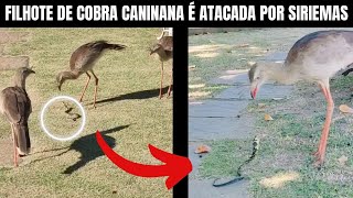 Filhote de Cobra caninana é atacado por Siriemas  PlanetaAves  Biólogo Henrique [upl. by Kurzawa312]