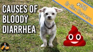 Why is there Blood in Your Dogs Stool  Dog Health Vet Advice [upl. by Mak458]