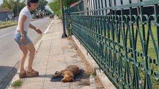 Stray dog passed out under the hot sun after she ​​got hit by a car [upl. by Esidnac]