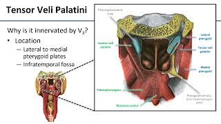 Soft Palate [upl. by Rolando]