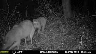 Coyote and Bobcat fight over a beaver gamecamera wildlife [upl. by Carpet]