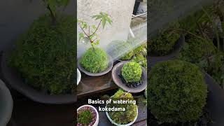 Basics of watering kokedama bonsai kokedama moss [upl. by Tilden]